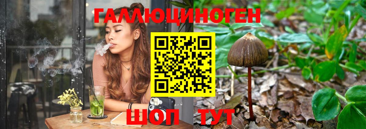Псилоцибиновые грибы Cubensis Фролово
